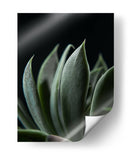 Maceta en acercamiento - Barán | Cuadro decorativo de Canvas Lab