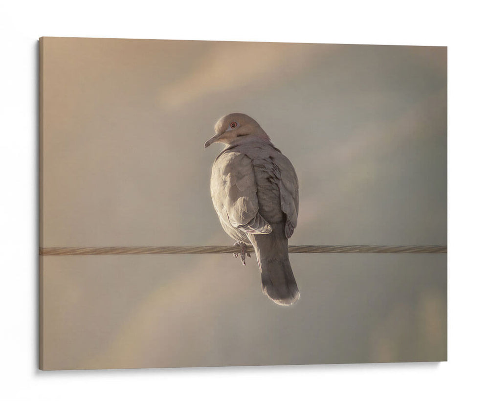 Pájaro al amanecer - Barán | Cuadro decorativo de Canvas Lab