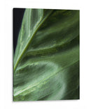 Piel de planta - Barán | Cuadro decorativo de Canvas Lab