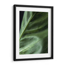 Piel de planta - Barán | Cuadro decorativo de Canvas Lab