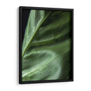 Piel de planta - Barán | Cuadro decorativo de Canvas Lab