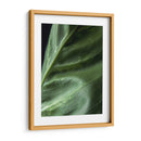 Piel de planta - Barán | Cuadro decorativo de Canvas Lab