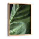 Piel de planta - Barán | Cuadro decorativo de Canvas Lab