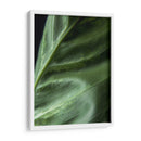 Piel de planta - Barán | Cuadro decorativo de Canvas Lab