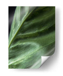 Piel de planta - Barán | Cuadro decorativo de Canvas Lab