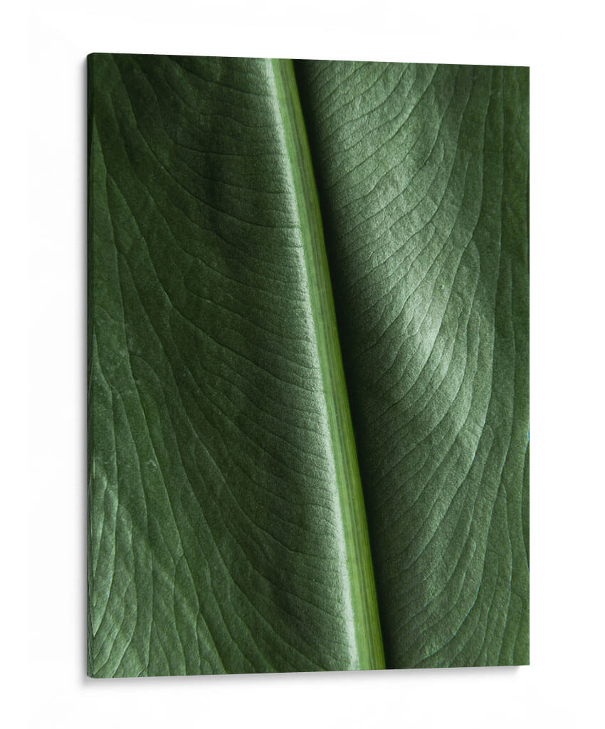 Piel natural - Barán | Cuadro decorativo de Canvas Lab