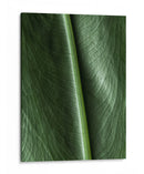 Piel natural - Barán | Cuadro decorativo de Canvas Lab