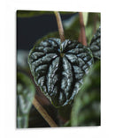 Piel vegetal - Barán | Cuadro decorativo de Canvas Lab