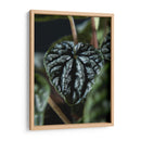 Piel vegetal - Barán | Cuadro decorativo de Canvas Lab