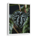 Piel vegetal - Barán | Cuadro decorativo de Canvas Lab