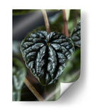 Piel vegetal - Barán | Cuadro decorativo de Canvas Lab