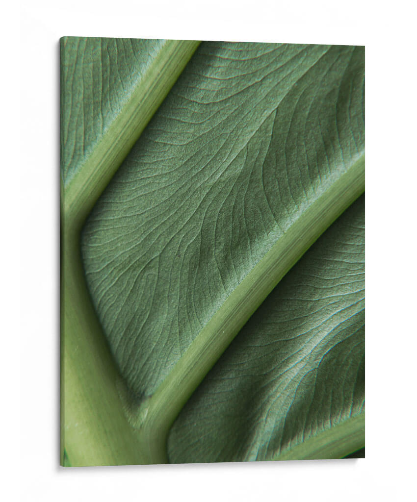 Piel verde - Barán | Cuadro decorativo de Canvas Lab
