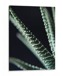 Planta de cerca - Barán | Cuadro decorativo de Canvas Lab