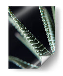 Planta de cerca - Barán | Cuadro decorativo de Canvas Lab