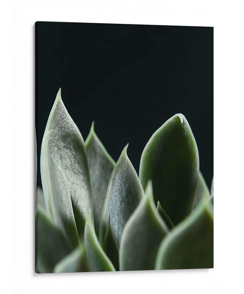 Planta en muro negro - Barán | Cuadro decorativo de Canvas Lab