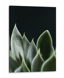 Planta en muro negro - Barán | Cuadro decorativo de Canvas Lab