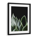 Planta en muro negro - Barán | Cuadro decorativo de Canvas Lab