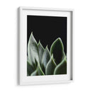 Planta en muro negro - Barán | Cuadro decorativo de Canvas Lab