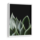 Planta en muro negro - Barán | Cuadro decorativo de Canvas Lab