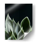 Planta en muro negro - Barán | Cuadro decorativo de Canvas Lab