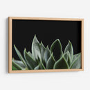 Planta en muro - Barán | Cuadro decorativo de Canvas Lab