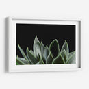 Planta en muro - Barán | Cuadro decorativo de Canvas Lab