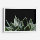 Planta en muro - Barán | Cuadro decorativo de Canvas Lab