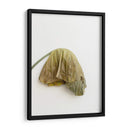 Planta en pared - Barán | Cuadro decorativo de Canvas Lab