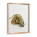 Planta en pared - Barán | Cuadro decorativo de Canvas Lab