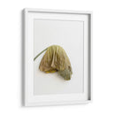 Planta en pared - Barán | Cuadro decorativo de Canvas Lab