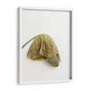 Planta en pared - Barán | Cuadro decorativo de Canvas Lab