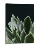 Planta Suculenta - Barán | Cuadro decorativo de Canvas Lab