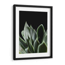 Planta Suculenta - Barán | Cuadro decorativo de Canvas Lab