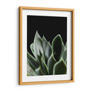 Planta Suculenta - Barán | Cuadro decorativo de Canvas Lab