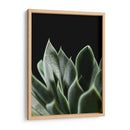 Planta Suculenta - Barán | Cuadro decorativo de Canvas Lab