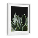 Planta Suculenta - Barán | Cuadro decorativo de Canvas Lab