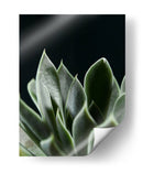 Planta Suculenta - Barán | Cuadro decorativo de Canvas Lab