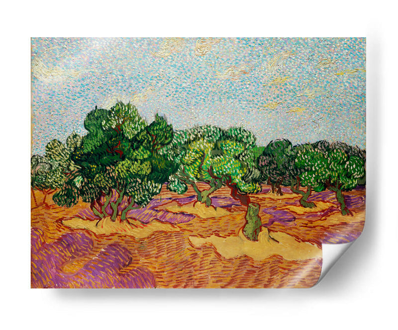 Olivos - Vincent Van Gogh | Cuadro decorativo de Canvas Lab