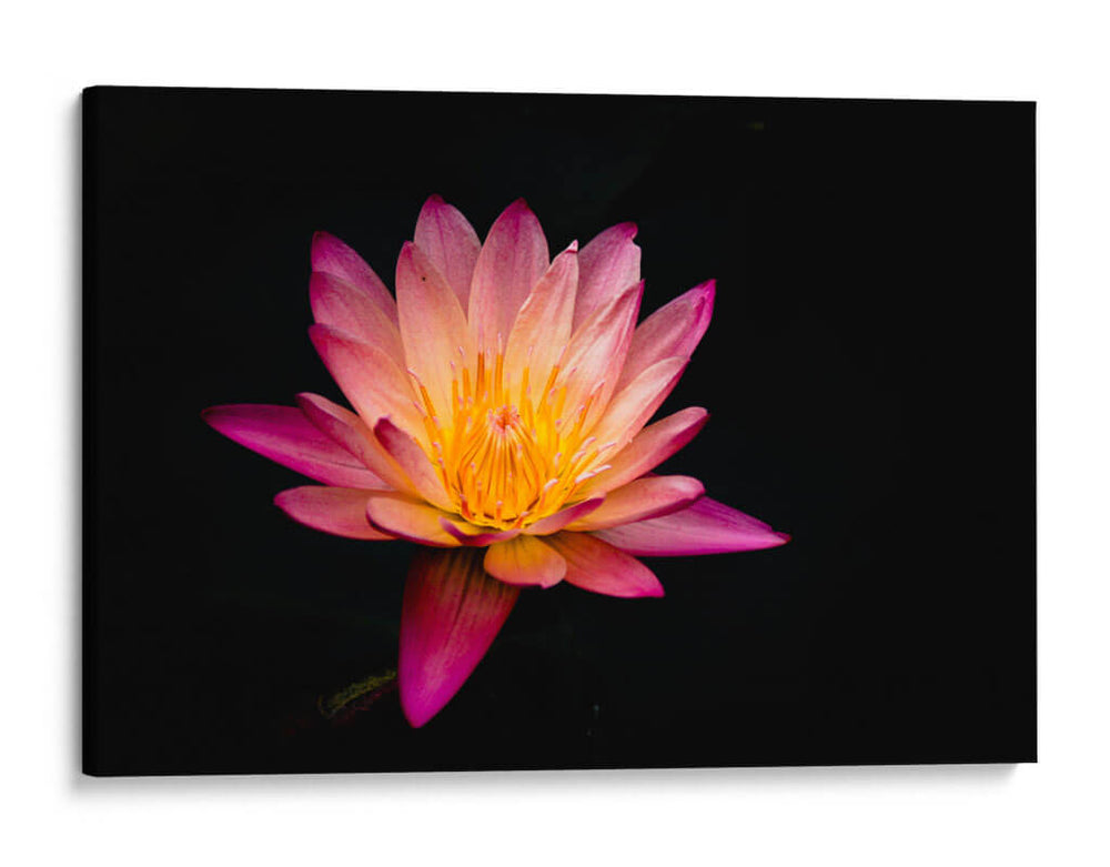 Nenúfar de loto | Cuadro decorativo de Canvas Lab