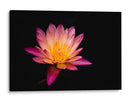 Nenúfar de loto | Cuadro decorativo de Canvas Lab