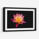 Nenúfar de loto | Cuadro decorativo de Canvas Lab