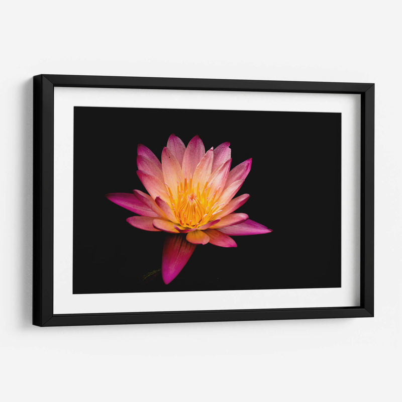 Nenúfar de loto | Cuadro decorativo de Canvas Lab