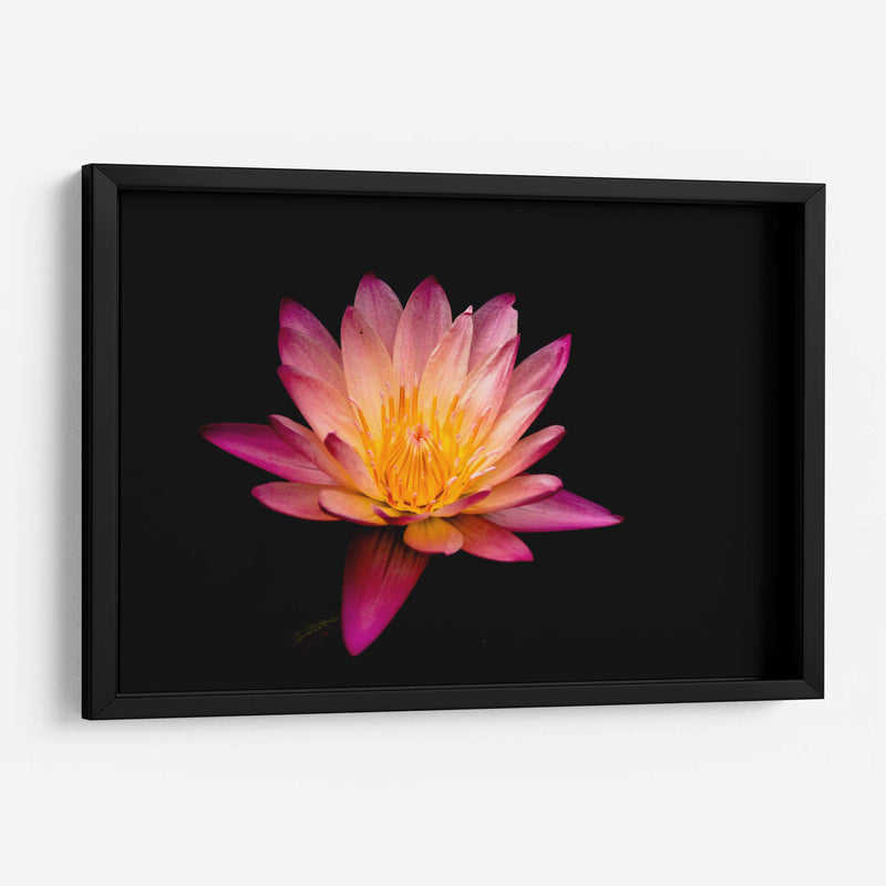 Nenúfar de loto | Cuadro decorativo de Canvas Lab