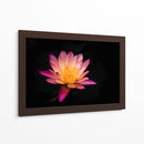 Nenúfar de loto | Cuadro decorativo de Canvas Lab