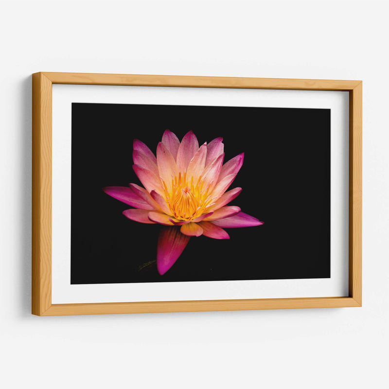 Nenúfar de loto | Cuadro decorativo de Canvas Lab