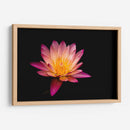 Nenúfar de loto | Cuadro decorativo de Canvas Lab