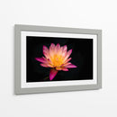 Nenúfar de loto | Cuadro decorativo de Canvas Lab