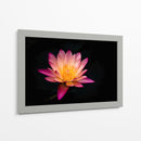 Nenúfar de loto | Cuadro decorativo de Canvas Lab