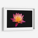 Nenúfar de loto | Cuadro decorativo de Canvas Lab