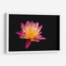 Nenúfar de loto | Cuadro decorativo de Canvas Lab